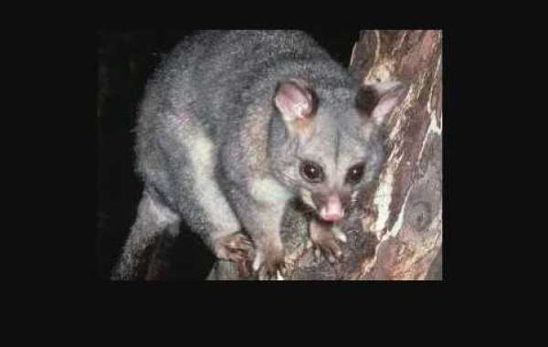 Possums in Your Roof? Here's Why Fast Action Protects Your Home and Family