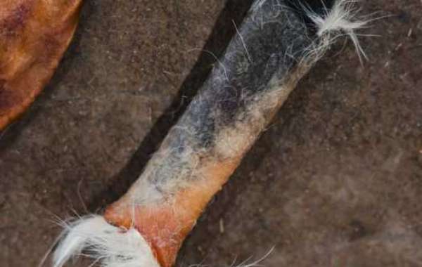 Are Safe Dental Chews for Dogs the Right Choice for Better Oral Health?