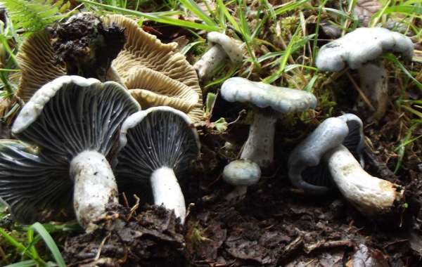 Finding the Best Mushroom Supplier for Quality Genetics, Growing Materials, and Cultivation Success