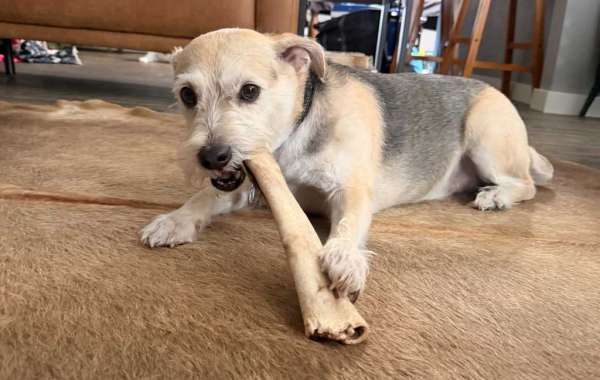 Long-Lasting Dog Treats: Choosing Chews for More Enrichment