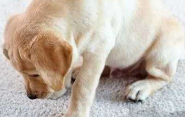 Pet Carpet Cleaning Services That Restore Freshness to Your Home