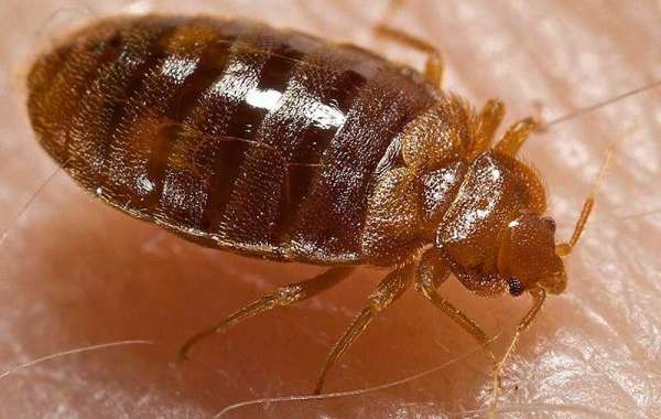 Bed Bug Control in Sharjah – Professional Bed Bug Treatment Services